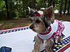 DAISY_ON_4TH_OF_JULY.jpg