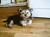DOG_008.jpg