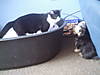 DOG_011.jpg