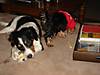 DSC00559_Large_.JPG