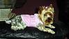 DSC01000.JPG
