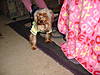 DSCF0909.JPG