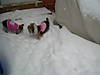 Daisy_Gidget_snow_Saturday_January_30_2010_3.jpg