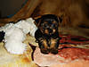 Diesel_at_5_weeks_1.jpg