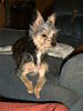 DoG_Picture_s_005.jpg
