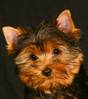 Ewok2.jpg