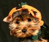 EwokPunkin.jpg