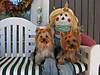 FALL_PICTURES_OF_YORKIES.jpg