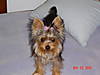 GRACIE_29NOV.jpg