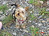 Holly_Yorkie_Meet_up_007.jpg