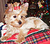 Hunny12weeksoldchristmas.jpg