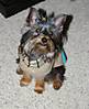 IMGP0655-1.JPG