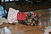 IMG_1769_Small_.JPG