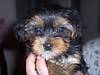 Jack_9_weeks_old_002.jpg