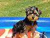 Jake_in_pool_004.jpg