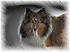 Lassie_in_snow.jpg