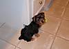 Lexi_s_first_day_home_3-15-09_2_.JPG