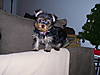 Lola_on_Couch.jpg