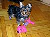 Lola_w-Dog.jpg