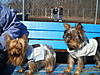 Love_at_first_site_Tuffie_meets_Coco_at_Bark_Park1.JPG