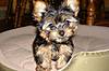 Macy_on_bed_cropped1.jpg