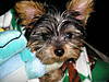 Maximillian13wks2006_018.jpg