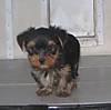 Molly_and_Pete_10-12-80_025.jpg