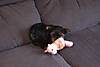 My_furry_babies_021.jpg