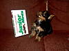 My_little_Junior_Mint.jpg
