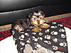 My_pupp_Sammi_may06_2007_006.jpg