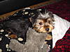 My_pupp_Sammi_may06_2007_007.jpg