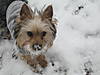 Nibby_s_first_snow_010.jpg