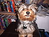 Nitro_almost_5_months01.jpg