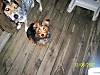 Otis_and_Oreo_on_the_porch.jpg