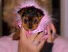 PIXI_6wks_in_pinkcoat.jpg