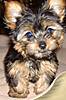 Pets_0251.jpg