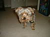 Picture_068.jpg