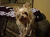 Prissie_05_18_2004.JPG