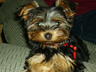 Puppers1.jpg