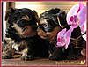 Puppies-Brightyork2.JPG