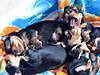 Puppies_3-08_IMG_0746.jpg