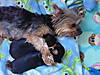 Puppies_4_weeks_003.jpg