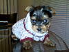 PuppyinSweater_.jpg