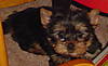 Rhapsody_ears_up_under_chair_Feb_2006.jpg