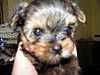 Roscoe_1.jpg