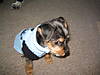 Rottie1206_021.jpg