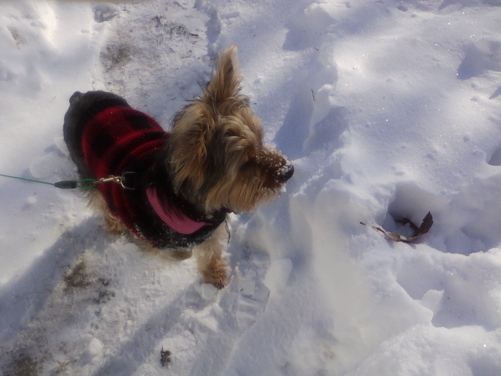 Sadies_First_Snow.jpg