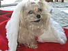 Shelby_s_Christmas_Picture_2010_xo_010.jpg