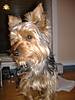 Starsky_pup_003.jpg