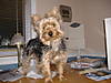 Starsky_pup_004.jpg